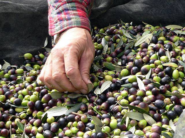 Natives Olivenöl Extra Vergine Orange aus Umbrien, 250 ml