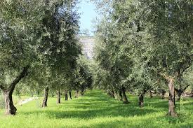 1 l Olivenöl Extra Nativ „Mancini“ 100% Italiano aus dem Latium