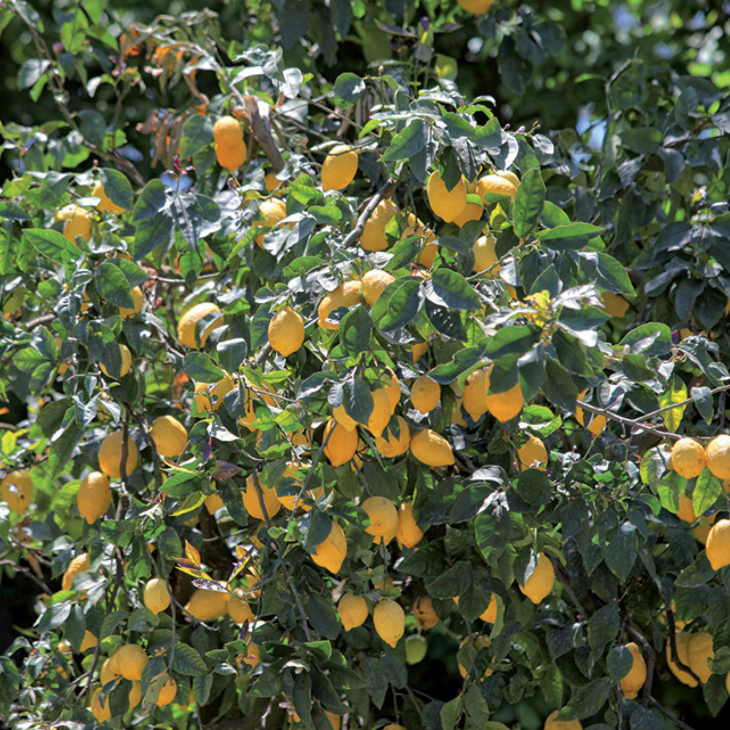 Limoncello – Likör, Il Convento 0,5 l