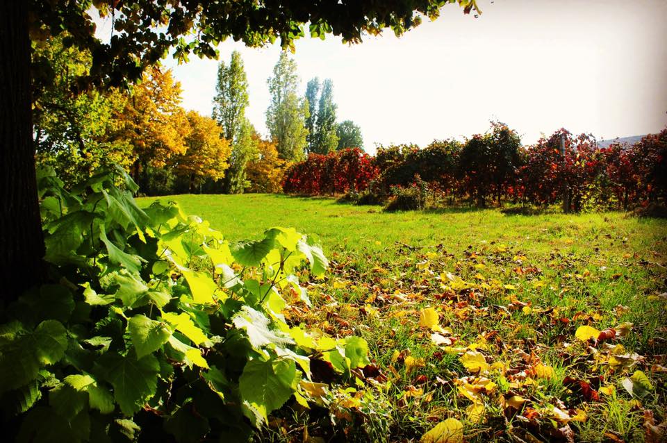 Balsamico Essig GIOVANNA PAVAROTTI – Gold – 250ml