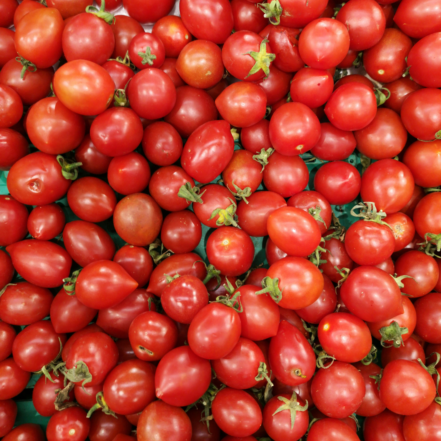 TOMATENVIELFALT