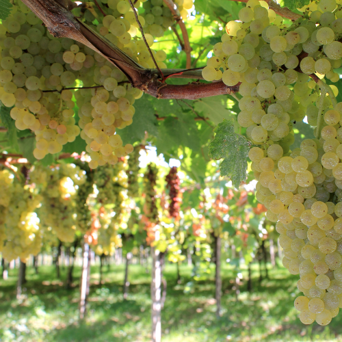Turbiana (Trebbiano di Lugana)
