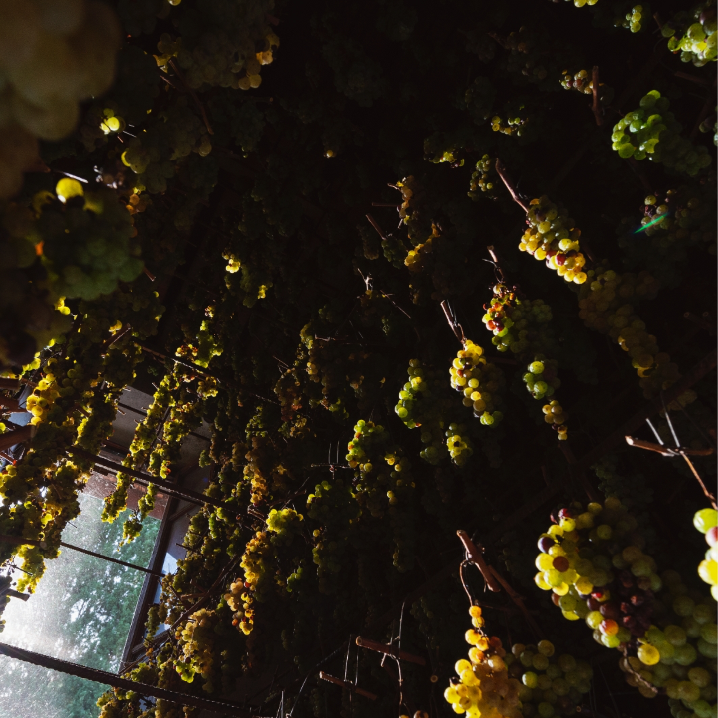 Vin Santo del Chianti Classico D.O.C – 500ml. – Tenuta di Nozzole