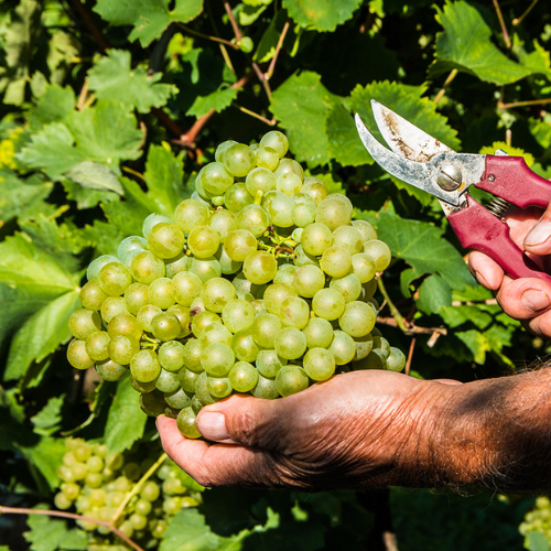 Chardonnay & Sauvignon Blanc