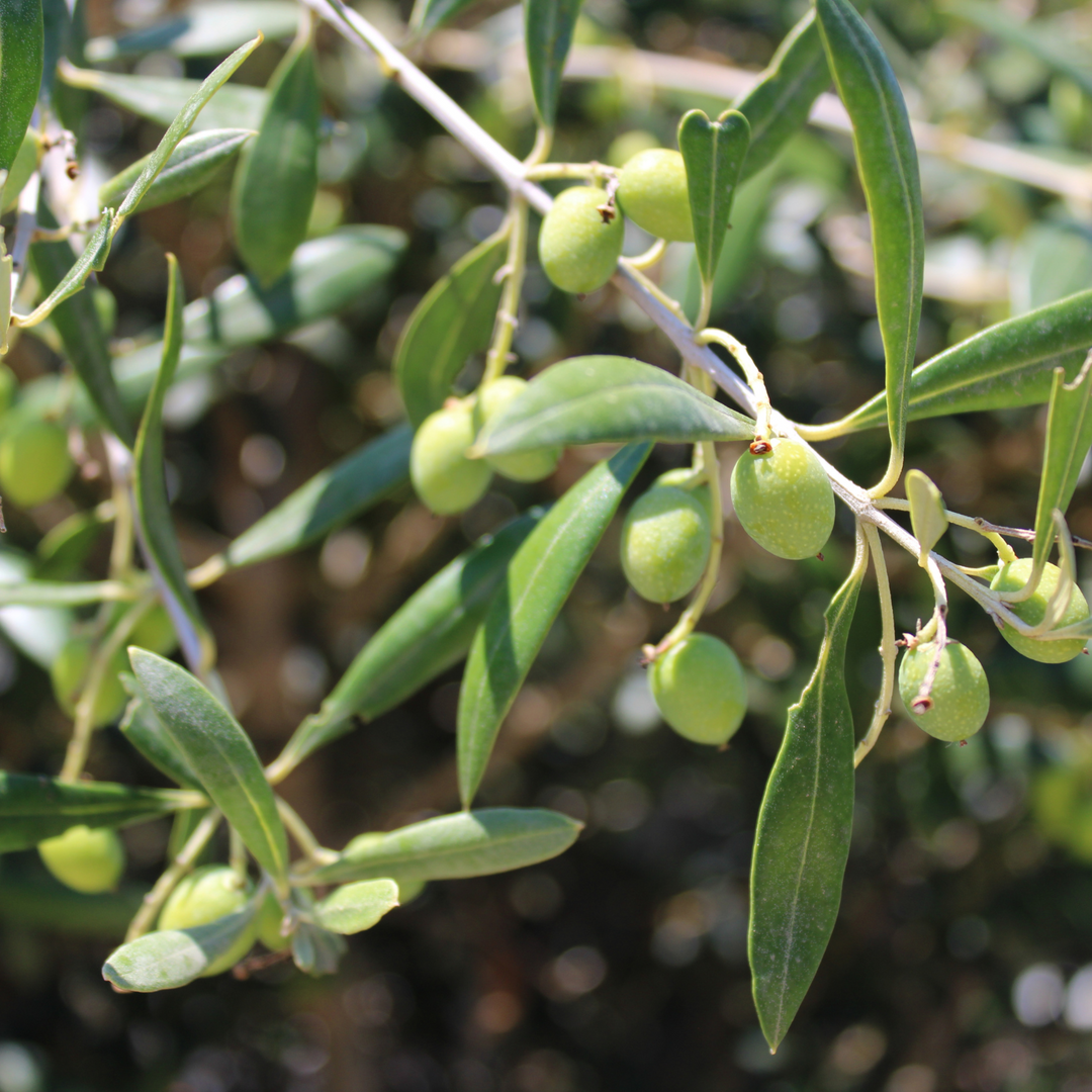 Foglie D´Ulivo aus Hartweizengrieß – Trulli e Sassi, 400g