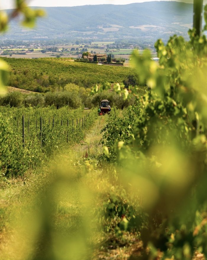 SALIATO Rosso DOC Colli Perugini 2021 – Weingut Chiorri
