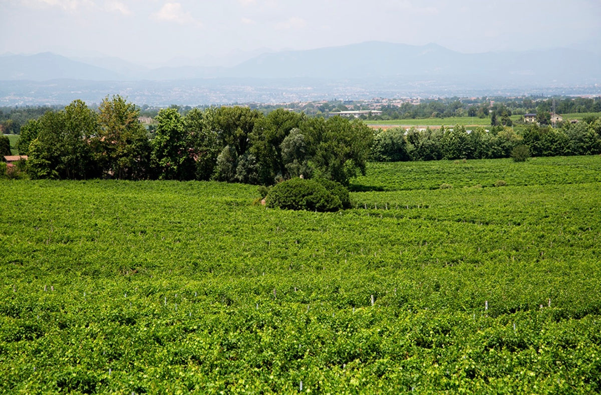 Fraccaroli – Weintradition am Gardasee seit 1912