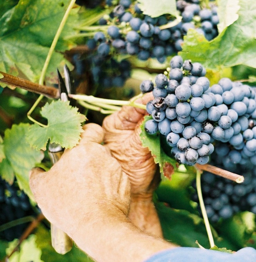 Corvina, Corvinone, Rondinella, Molinara & Dindarella
