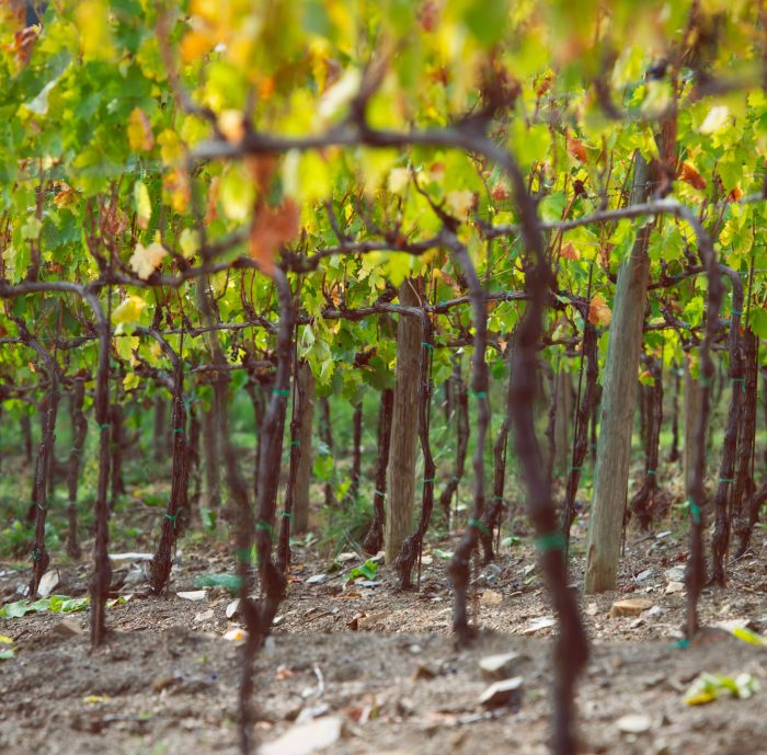 ROSSO DI MONTEPULCIANO DOC 2019 – TORCALVANO