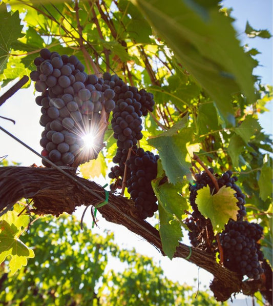 ROSSO DI MONTEPULCIANO DOC 2019 – TORCALVANO