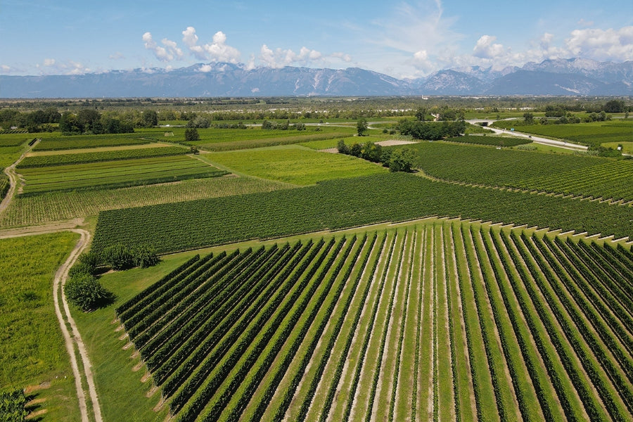 Cantina Rauscedo