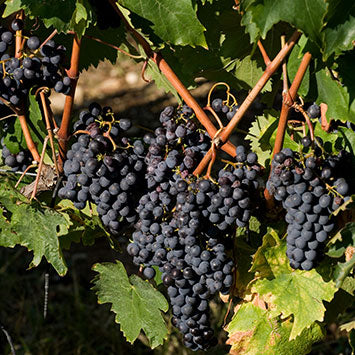 CESANESE Lazio IGT Jg 2023 – Weingut Tenuta De’ Notari - 0,75 l