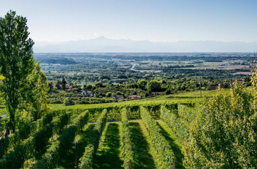 MINETTA Barbera D.O.C. 2023 – Weingut La Bollina