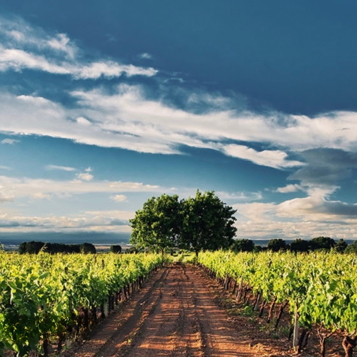 Arlati Susumaniello Salento Igp 2022 BIO – Weingut Trullo di Pezza 0,75L