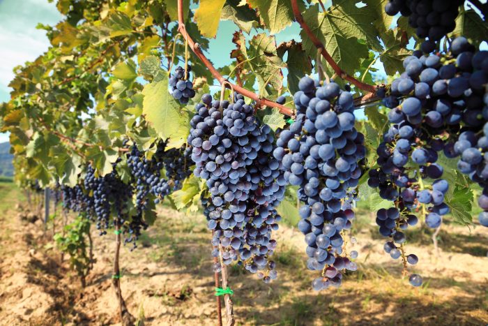 Montepulciano d`Abruzzo „INDIO“ Rosso DOP 2019 – Weingut BOVE