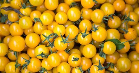 gelbe Tomaten frisch